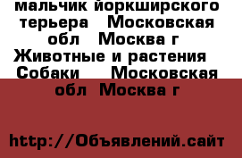 мальчик йоркширского терьера - Московская обл., Москва г. Животные и растения » Собаки   . Московская обл.,Москва г.